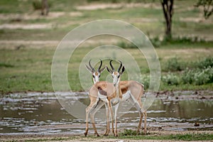 Two Springboks starring at the camera.