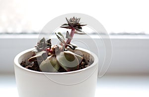 Two sprouts of echeveria purpusorum succulent