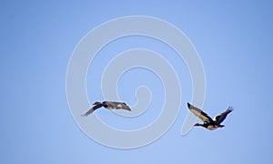 Two wild geese fly in a blue sky photo