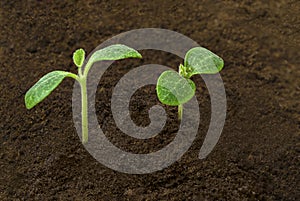 Two Squash Sprouts In Dirt With Copy Space