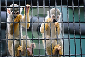 Two squirrel monkeys in cage