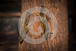 Two Squirrel on a tree looking for food