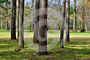 two squirrel on a tree