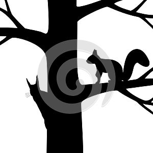 Two squirrel on the tree.