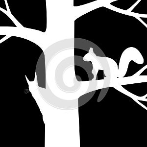 Two squirrel on the tree.