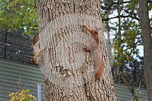 Two squirrels with fluffy tails on the trunk of an old tree.