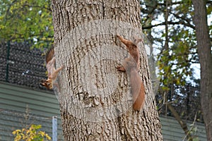 Two squirrels with fluffy tails on the trunk of an old tree. photo