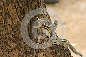 Two squirrels playing on a tree branch
