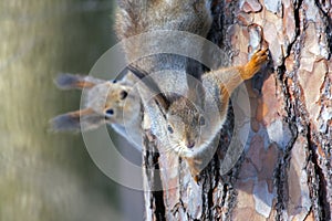 Two squirrels are playing on the trunk of a pine tree.
