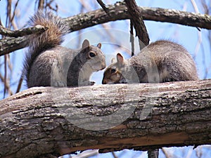 Two squirrels resting on a tree branch