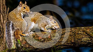 Two squirrels side-by-side on a tree limb.