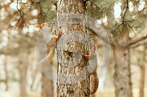 Two squirrels are sitting on a tree trunk. Sciurus vulgaris