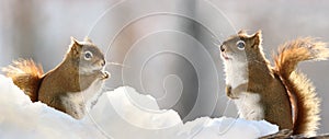 Two squirrels in snow