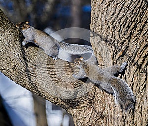 Two squirrels standing and sitting on a tree branch.