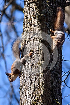 Two Squirrels on tree trunk.