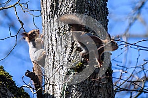 Two Squirrels on tree trunk
