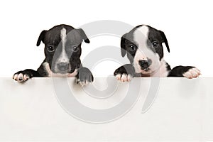 Two stafford terrier puppie dogs holding a wooden white board photo