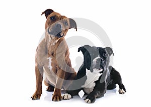 Two staffordshire bull terrier photo