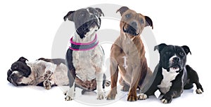 Two staffordshire bull terrier