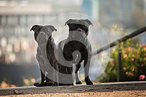 Two staffordshire bull terrier dogs
