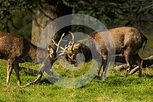 Two Stag Deer with Large Antlers Fighting in the Rutting Season.