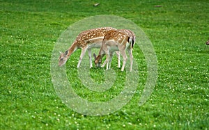 Two stag's on meadow