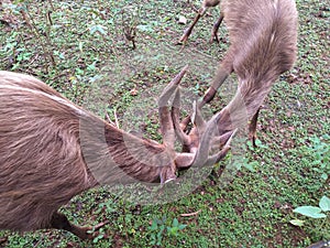 Two stags are fighting antlers