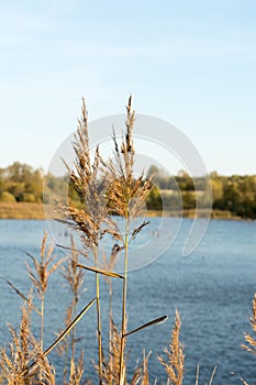 Two stalks of dry grass against the background of a lake, close-up abstrakt nature background