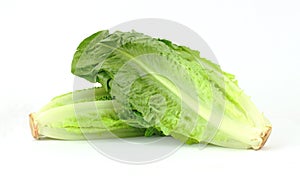 Two Stalks Romaine Lettuce