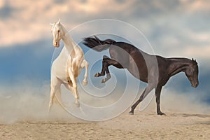 Two stallion run and play