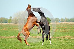 Two Stallions in fight