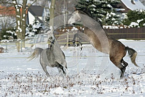 Two stallions fighting in winter