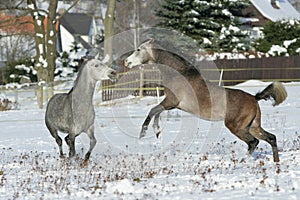 Two stallions fighting in winter