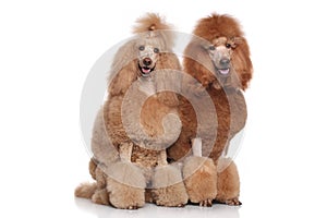 Two Standard Poodles