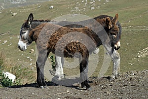 Two standing burros photo
