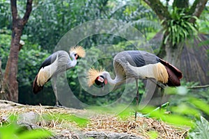 Two standing crowned crane birds