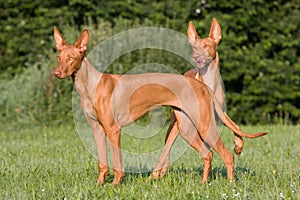 Two standing dogs in a meadow - Pharaoh Hound