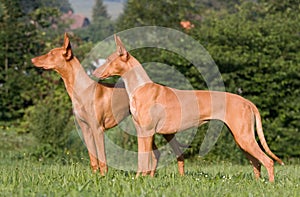 Two standing dogs in a meadow - Pharaoh Hound