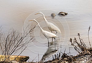 The Two standing egrets