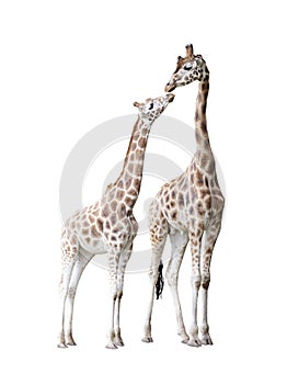 Two standing giraffes