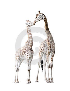 Two standing giraffes