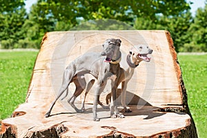 Two standing greyhounds