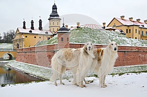 Two standing russian wolfhounds