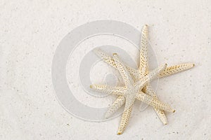 Two star fish, known as sea stars, on white fine sand beach back