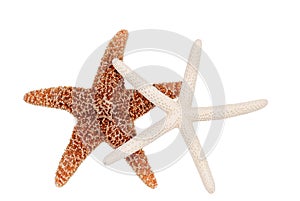 Two starfish