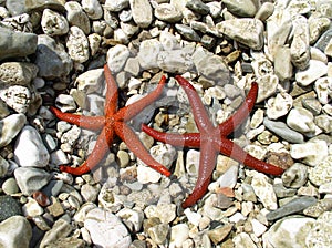Two starfish