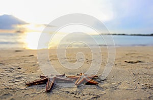 Two starfish on the beach at sunset, a romantic metaphor