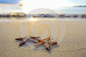 Two starfish on the beach at sunset, a romantic metaphor