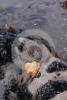 Two starfish