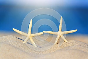 Two starfish on the sand of the coast under the sun rays. Concept of beach tourism, sea vacations